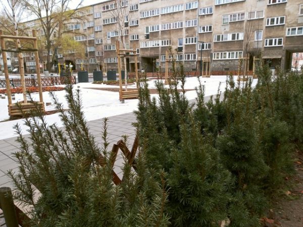 Na pierwszym planie zielone krzewy, później widoczny jest chodnik z kostki, drzewa, a dale budynek mieszkalny