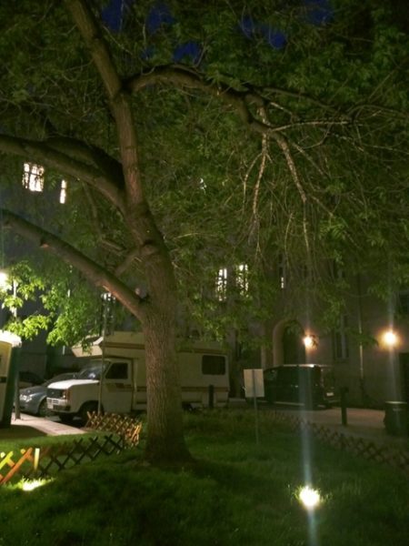 Zdjęcie wykonane nocą, ukazuje podświetlone drzewo