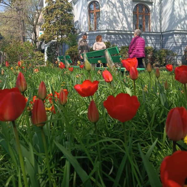 Na pierwszym planie czerwone kwiaty tulipanów wśród zieleni; dalej grupa ludzi