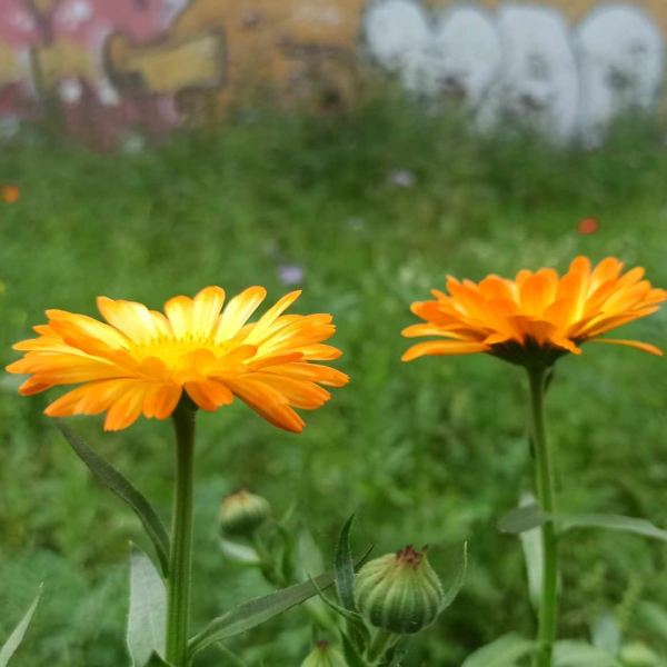 Dwa żółte kwiatki widoczne wśród zieleni